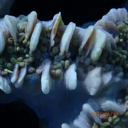 Rounded Bubblegum Coral, photo 3