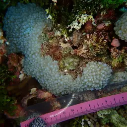 Rounded Bubblegum Coral, photo 4