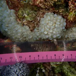 Rounded Bubblegum Coral, photo 5