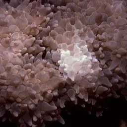 Rounded Bubblegum Coral, photo 6