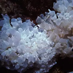 Rounded Bubblegum Coral, photo 7