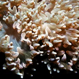 Rounded Bubblegum Coral, photo 8