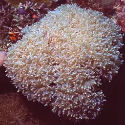 Rounded Bubblegum Coral, photo 9