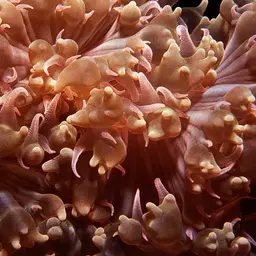 Rounded Bubblegum Coral, photo 10