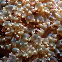 Rounded Bubblegum Coral, photo 11