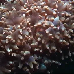 Rounded Bubblegum Coral, photo 12