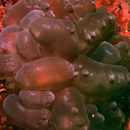Rounded Bubblegum Coral, photo 1