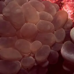 Rounded Bubblegum Coral, photo 2