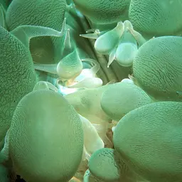 Rounded Bubblegum Coral, photo 3