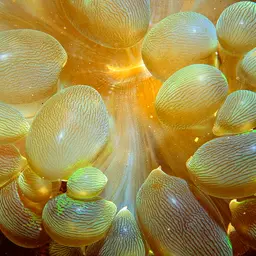 Rounded Bubblegum Coral, photo 4