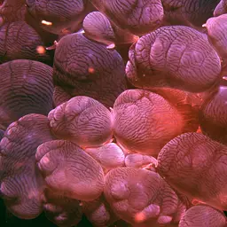 Rounded Bubblegum Coral, photo 5