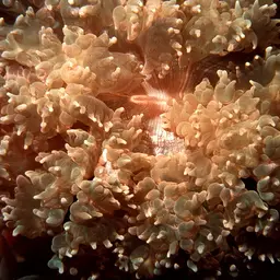 Rounded Bubblegum Coral, photo 8