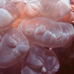 Rounded Bubblegum Coral, photo 9