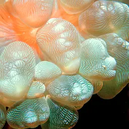 Rounded Bubblegum Coral, photo 10
