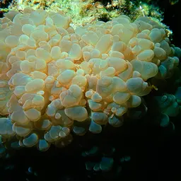 Rounded Bubblegum Coral, photo 11