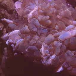 Rounded Bubblegum Coral, photo 12