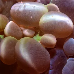 Rounded Bubblegum Coral, photo 1
