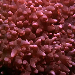 Rounded Bubblegum Coral, photo 2