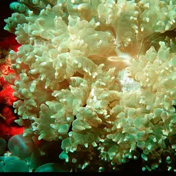 Rounded Bubblegum Coral, photo 3