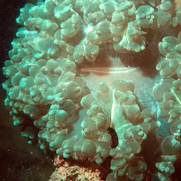 Rounded Bubblegum Coral, photo 4