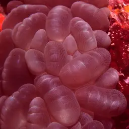 Rounded Bubblegum Coral, photo 5