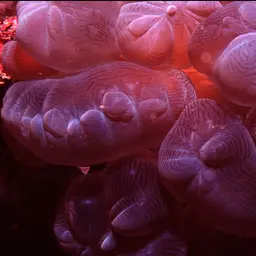 Rounded Bubblegum Coral, photo 6