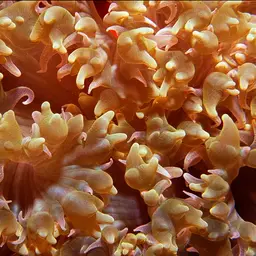 Rounded Bubblegum Coral, photo 7