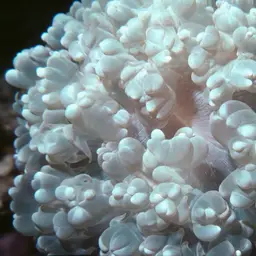 Rounded Bubblegum Coral, photo 8