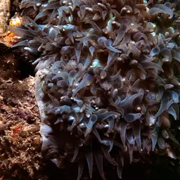 Rounded Bubblegum Coral, photo 9