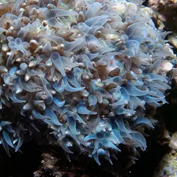 Rounded Bubblegum Coral, photo 10