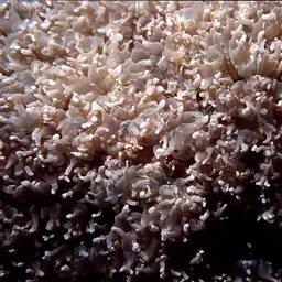 Rounded Bubblegum Coral, photo 11