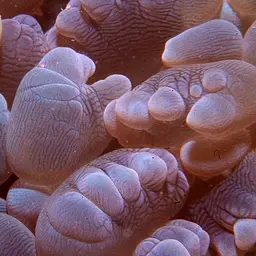 Rounded Bubblegum Coral, photo 12