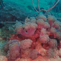Bubblegum Coral, photo 2