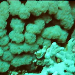 Bubblegum Coral, photo 3