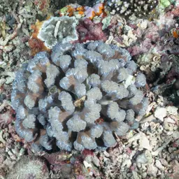 Bubblegum Coral, photo 4