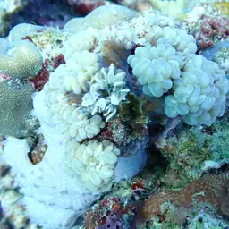 Bubblegum Coral, photo 5
