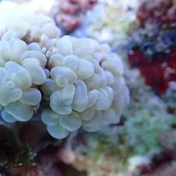Bubblegum Coral, photo 6