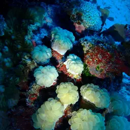 Bubblegum Coral, photo 1