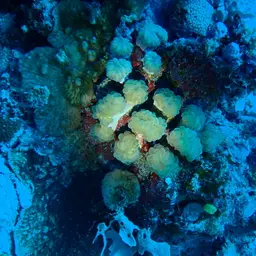 Bubblegum Coral, photo 7