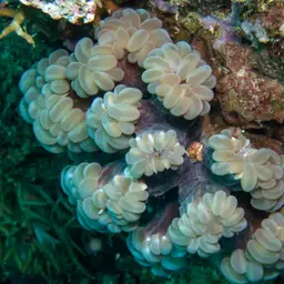 Bubblegum Coral, photo 8