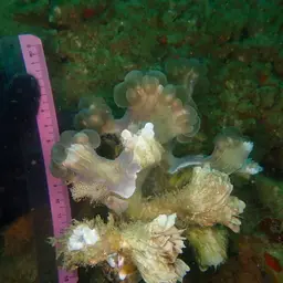 Bubblegum Coral, photo 9