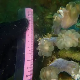 Bubblegum Coral, photo 10