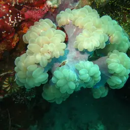 Bubblegum Coral, photo 11