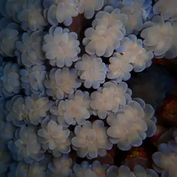 Bubblegum Coral, photo 12