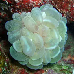 Bubble Coral, photo 1