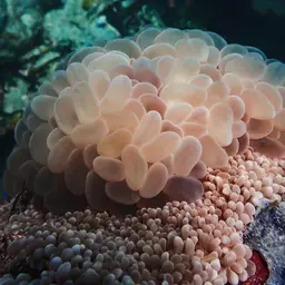 Bubble Coral, photo 2