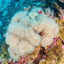Bubble Coral, photo 3