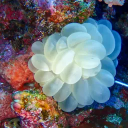 Bubble Coral, photo 4