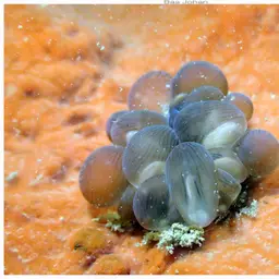 Bubble Coral, photo 5