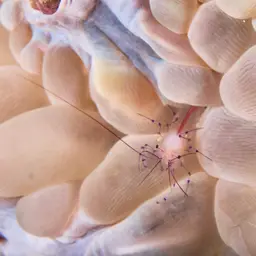 Bubble Coral, photo 6